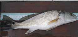 red drum
